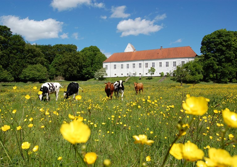 Ørslev Kloster. Køer på en græsmark i forgrunden. Foto: Ørslev Kloster