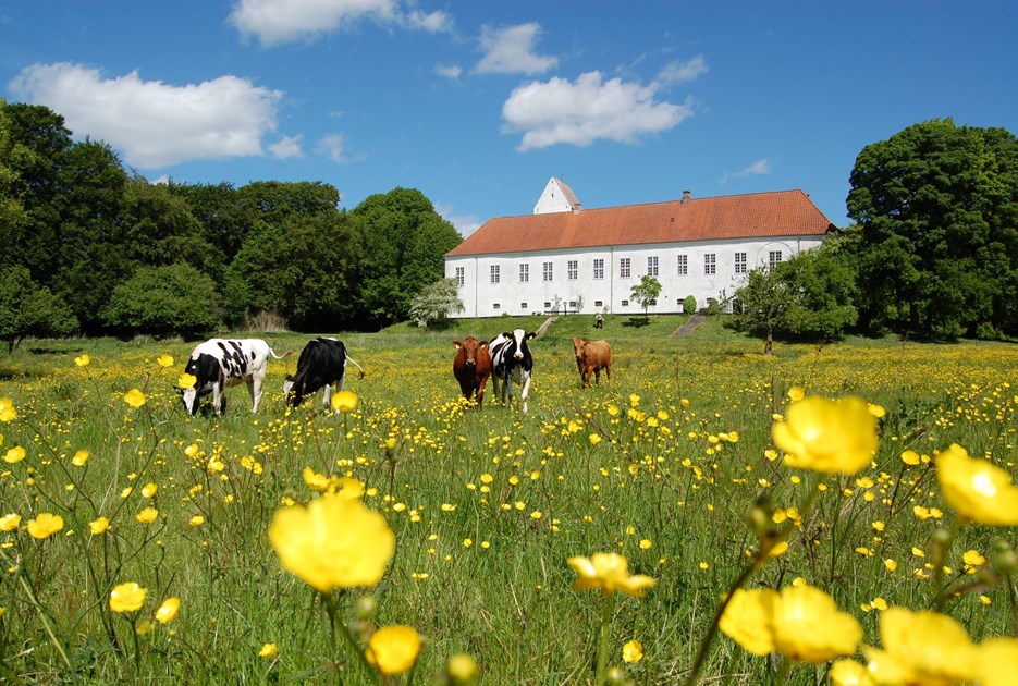 Ørslev Kloster. Køer på en græsmark i forgrunden. Foto: Ørslev Kloster