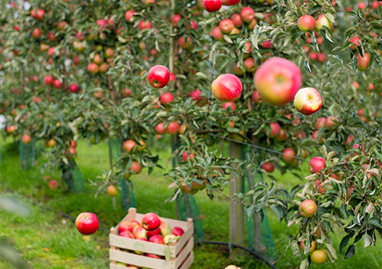 Æbletræer. Foto: Thomas Køser