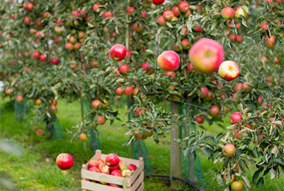Æbletræer. Foto: Thomas Køser